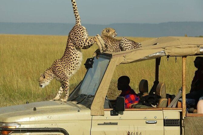 3 Days - 2 Nights Maasai Mara from Nairobi - Day 3: Morning Game Drive and Optional Hot Air Balloon