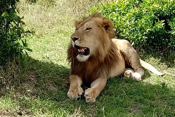 3 days, 2 nights Maasai Mara Game Reserve - What Makes This Tour Stand Out