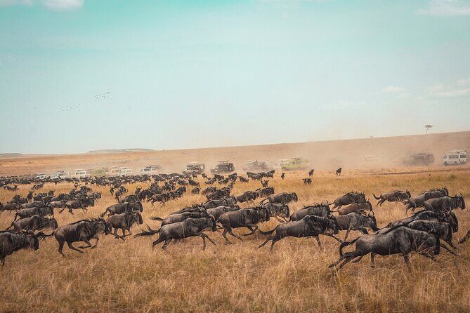3 Days 2 Nights Maasai Mara Guided Safari Tour - The Value of This Safari