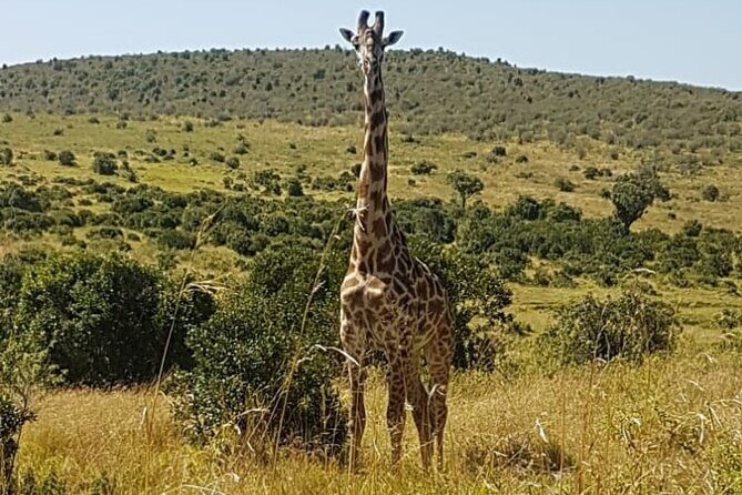 3 Days, 2 Nights Masai Mara Road Package - What Makes This Tour Stand Out?