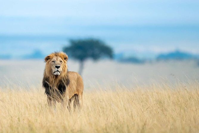 3 Days 2 Nights Masai Mara Safari staying inside the park - Inside the Reserve: Full Day of Wildlife Encounters