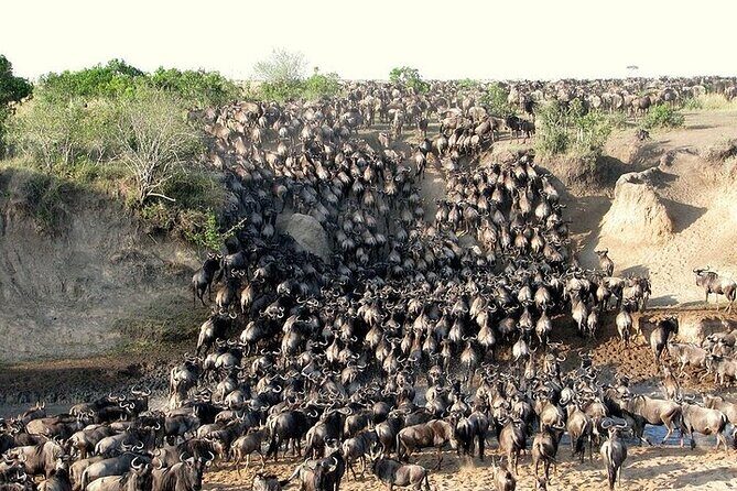 3 Days, 2 nights Masai Mara Small Group Safari -4 x 4 jeep - What’s Included and What’s Not
