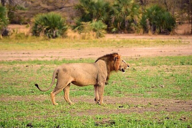 3 Days 2 Nights Mikumi National Park from Dar es salaam road trip - Final thoughts