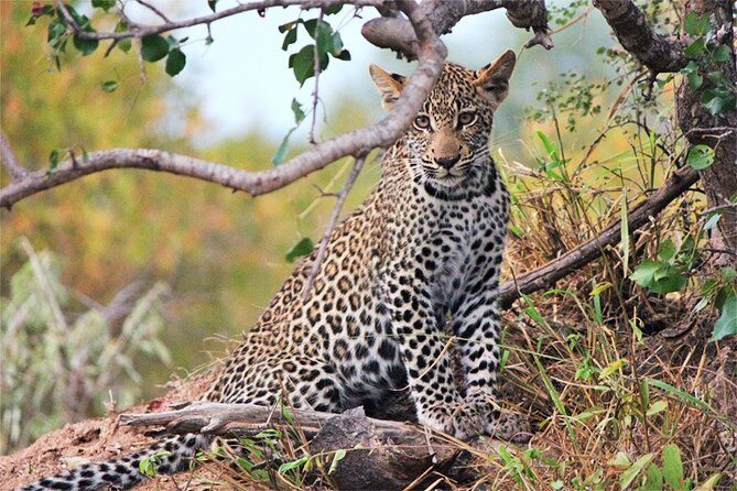 3 Days, 2 Nights Safari - Amboseli National Park and Tsavo West Adventure Safari - Analyzing the Value: Price, Duration, and Experience