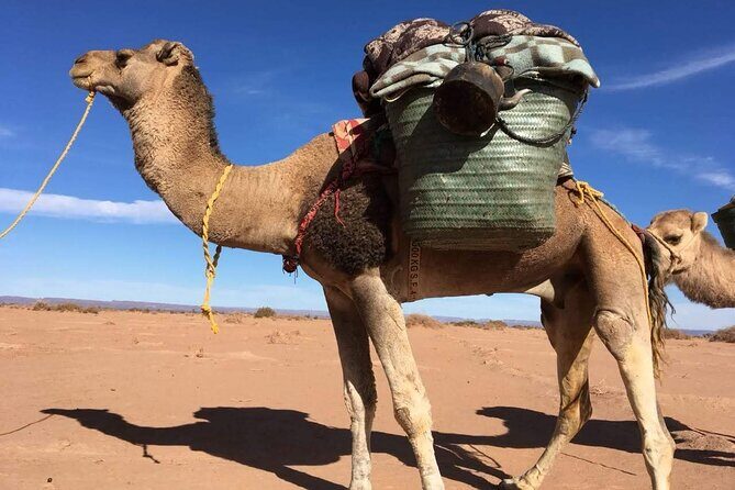 3 days 2 nights: Safari Desert Erg Zahar & Erg Chigaga - Who Will Love This Tour?
