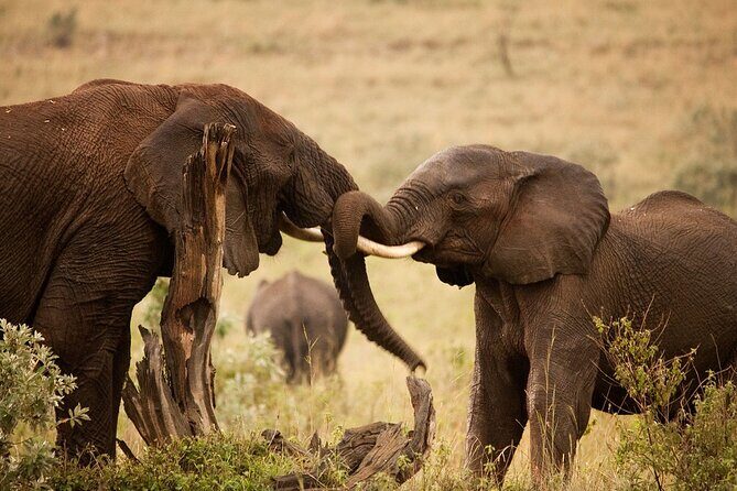 3 Days, 2 Nights Safari - Luxury Maasai Mara from Kisumu/Nairobi - Why Choose This Safari?