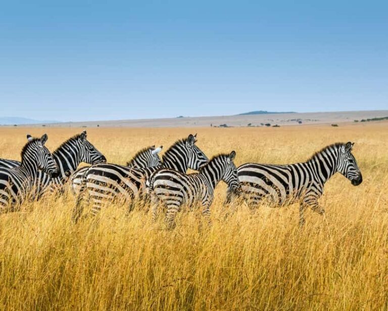 3 Days , 2 nights Safari to Olpejeta Conservancy - Day 2: Full Day of Wildlife Watching