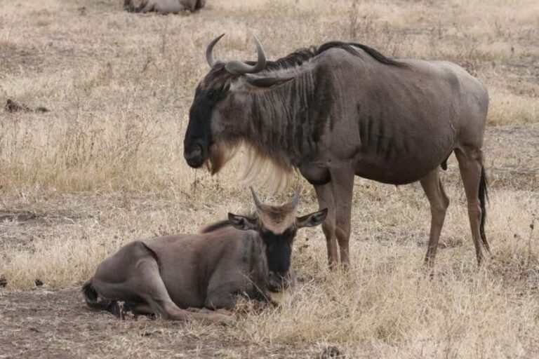3-days 2 nights to Mikumi National Park & Chizua waterfalls - Mikumi National Park Game Drive: Wildlife and Landscape