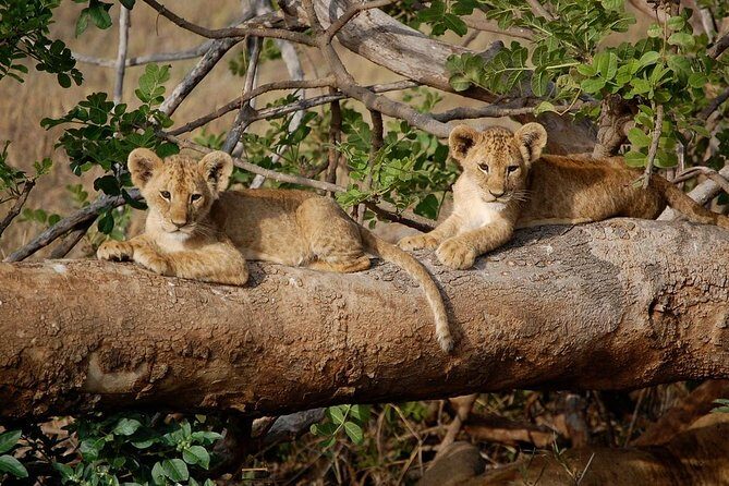 3 Days 2 Nights Tsavo East Taita Hills Game Sanctuary on Stilts - Authentic Experiences and Real Traveler Feedback