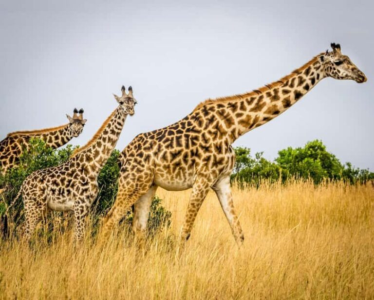 3 days 2nights masai mara joining safari Jeep - A Closer Look at the Itinerary