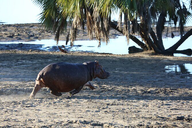 3 Days/2Nights Nyerere National Park Safari - The Practicalities