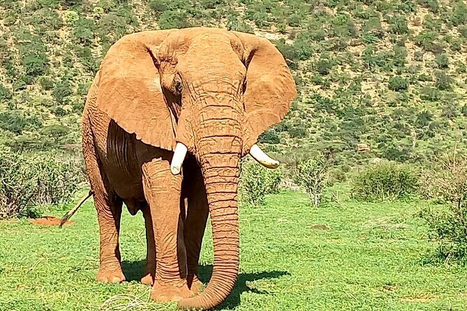 3 Days Adventure Tour in Masai Mara - The Practical Side: What’s Included and How It Matters