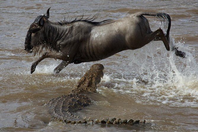 3 Days adventurous Maasai Mara Budget Group Safari - Who Should Consider This Tour?