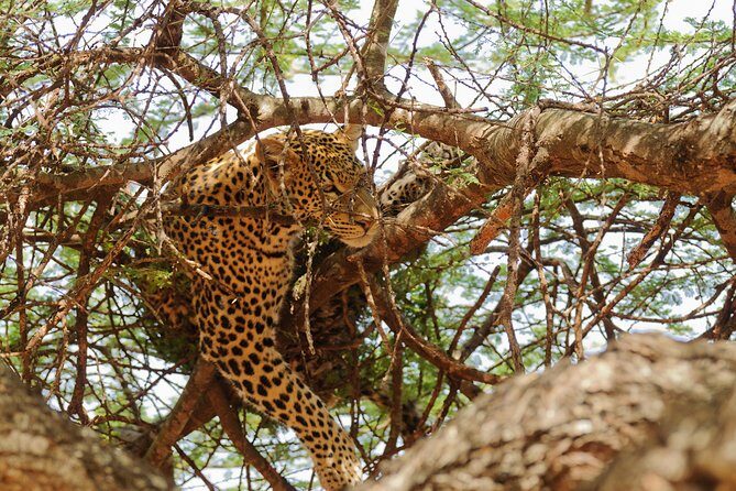 3 Days Amazing Tanzania Safari - Final Thoughts: Is This Safari For You?