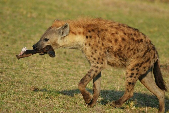 3 Days Amboseli National Park - Detailed Breakdown of the Itinerary