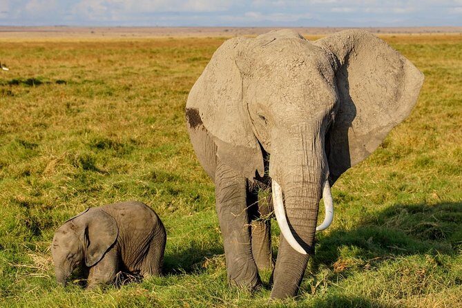 3 Days Amboseli National Park safari - What Travelers Say About This Tour