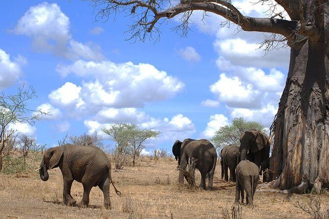 3 Days Amzing Safari in Tarangire and Nngorongoro - In-Depth Look at the Itinerary