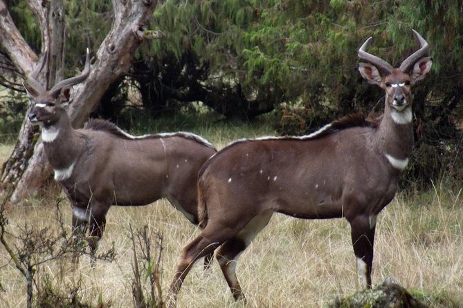 3 Days Bale Mountains Trekking - A Detailed Breakdown of the Itinerary