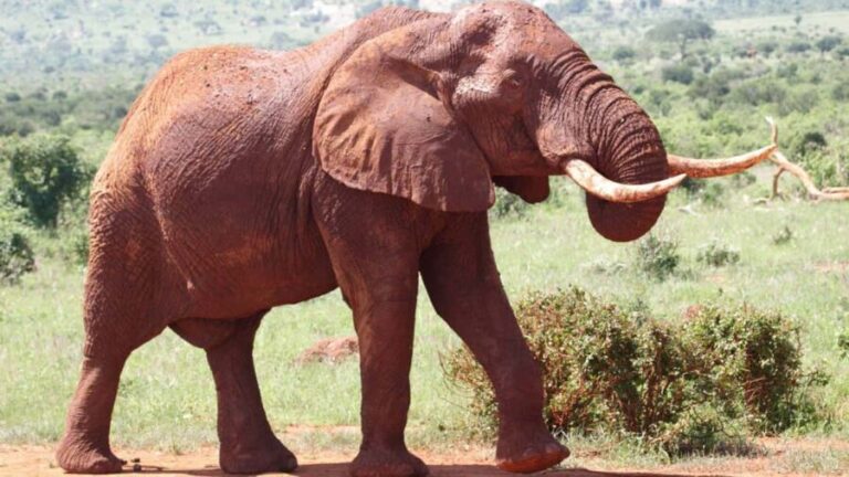 3 Days Best of Tsavo East and West with Mzima Springs Safari - Transportation and Accommodation: Comfort in the Wild