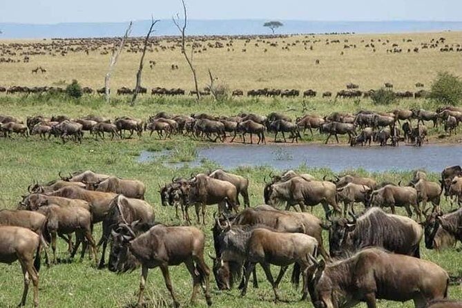 3 Days Budget Masai Mara Safari - What Sets This Safari Apart?
