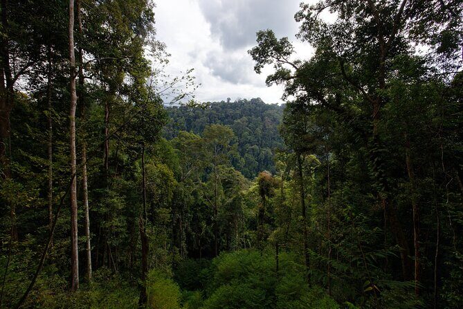 3 Days Bukit Lawang Tour (Happy Jungle) - Final Thoughts