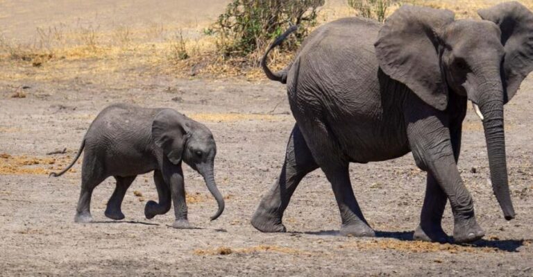 3 Days Camping Experience Safari: mikumi national Park - The Practical Side: What’s Included & What’s Not