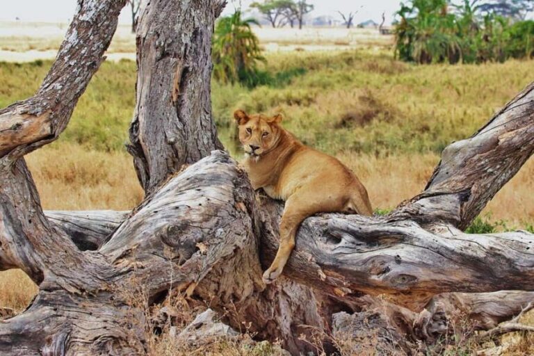 3-days camping safari from Dar-es-Salaam to Mikumi N. Park - What’s Included and What You Should Know
