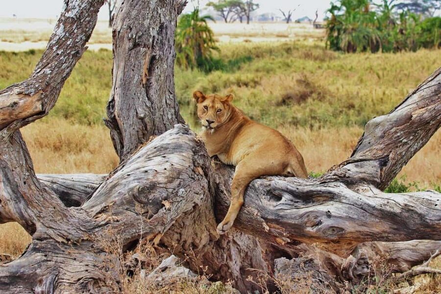3-days camping safari from Dar-es-Salaam to Mikumi N. Park - What’s Included and What You Should Know