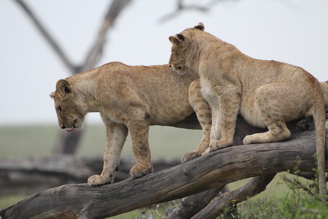 3 Days Camping Safari Tarangire, Lake Manyara and Ngorongoro Crater - Who Is This Tour Best For?