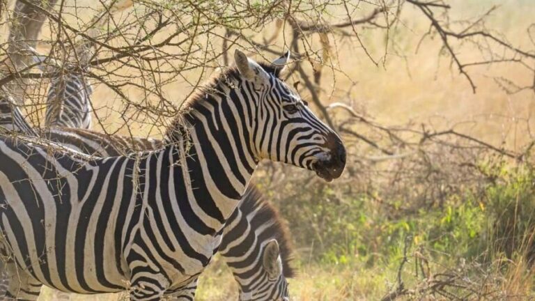 3-Days classic safari to Mikumi N. Park from Dar-es-Salaam - An Honest Look at the 3-Day Mikumi Safari