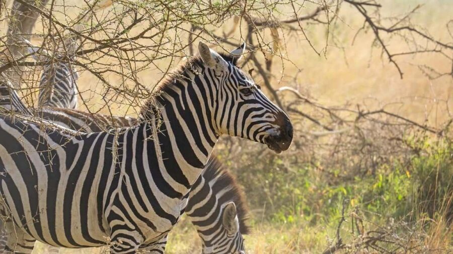 3-Days classic safari to Mikumi N. Park from Dar-es-Salaam - An Honest Look at the 3-Day Mikumi Safari