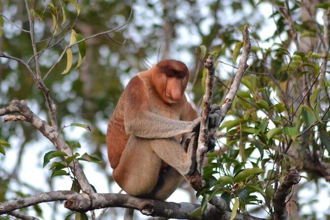 3 Days Deluxe Cabin Houseboat Orangutan Tanjung Puting - What Makes This Tour Stand Out