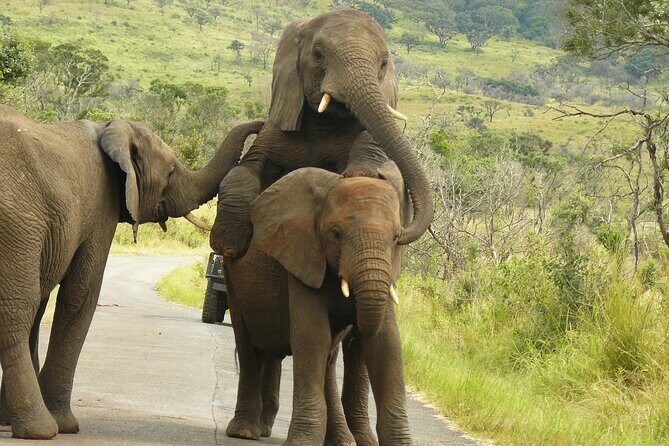 3 Days Durban Safari Tour Package - Exploring the Itinerary in Detail