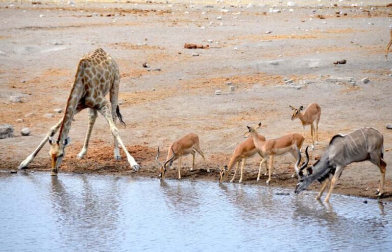 3 Days Etosha National Park Guided Experience - What’s Included & What to Consider