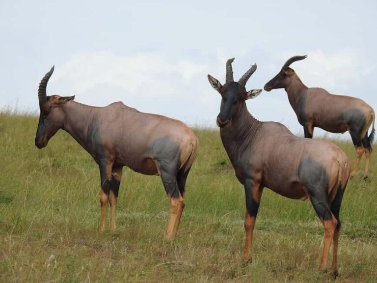 3-Days Exclusive Luxury Private tour (All Inclusive) - What’s Included and What Matters