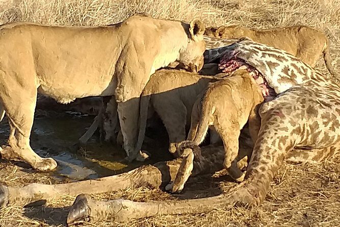 3 Days Explore Selous Game Reserve + Boat safari + bushman walking - Final Thoughts