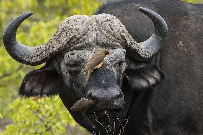 3 Days Explore Zambia Zimbabwe and Chobe Park in Botswana - The Sum Up: Who Should Consider This Tour?