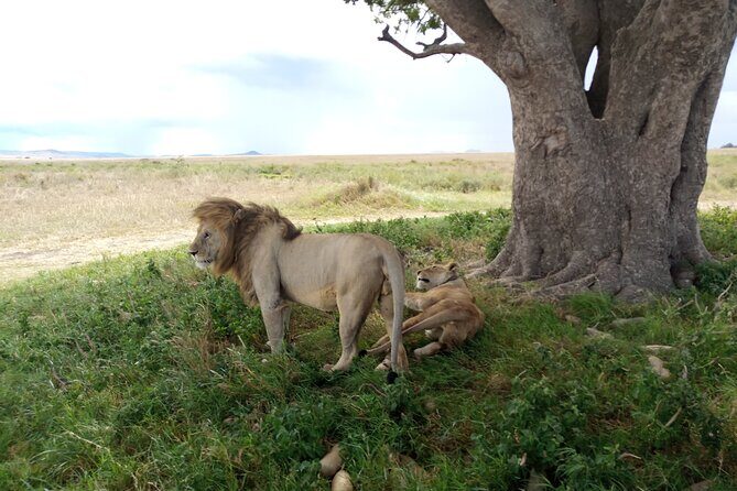 3 Days Exploring Serengeti & Ngorongoro Crater from Arusha - Why This Tour Offers Good Value