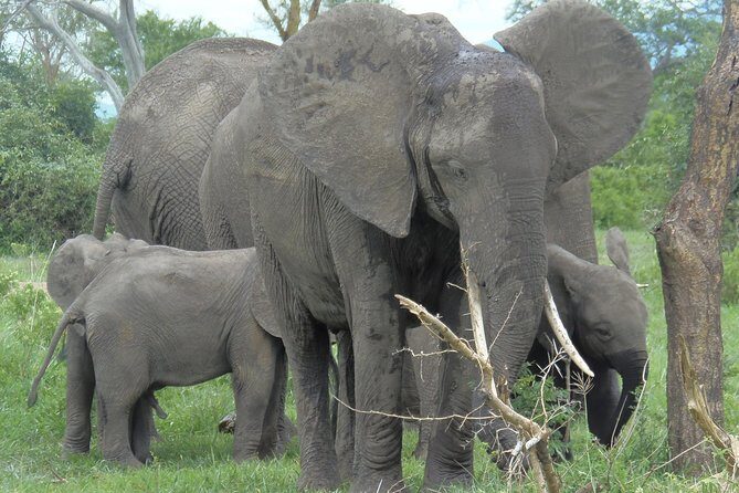 3 Days - Game Viewing Safari in Nyerere National Park - The Sum Up