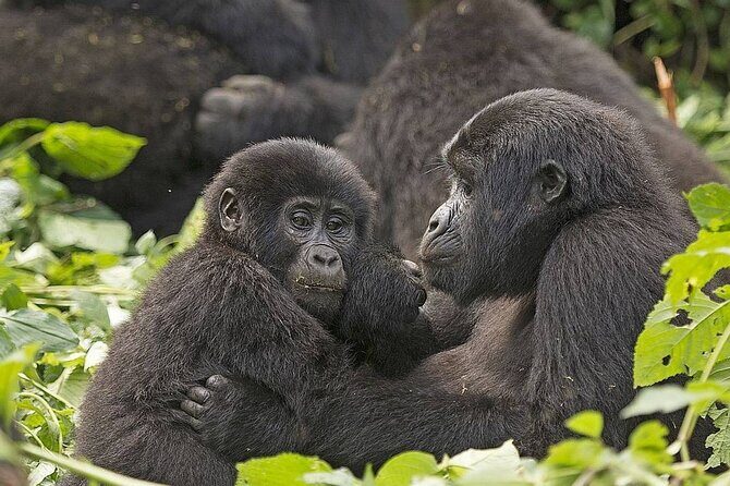 3 Days Gorilla Adventure Safari in Uganda - What Makes This Tour Special?