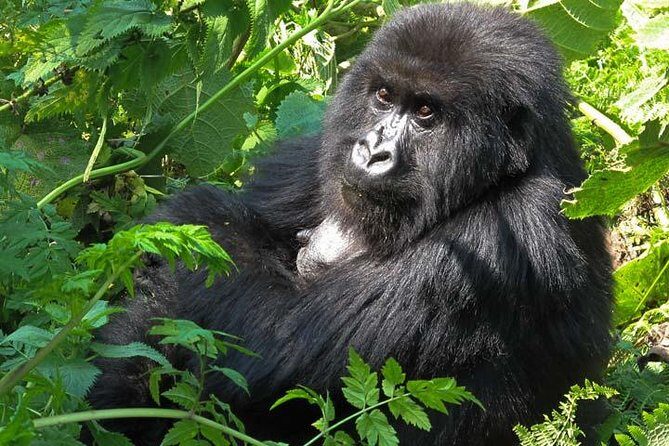 3 days Gorilla tracking Bwindi and Lake Bunyonyi Relaxation - Transportation, Accommodation, and Overall Value