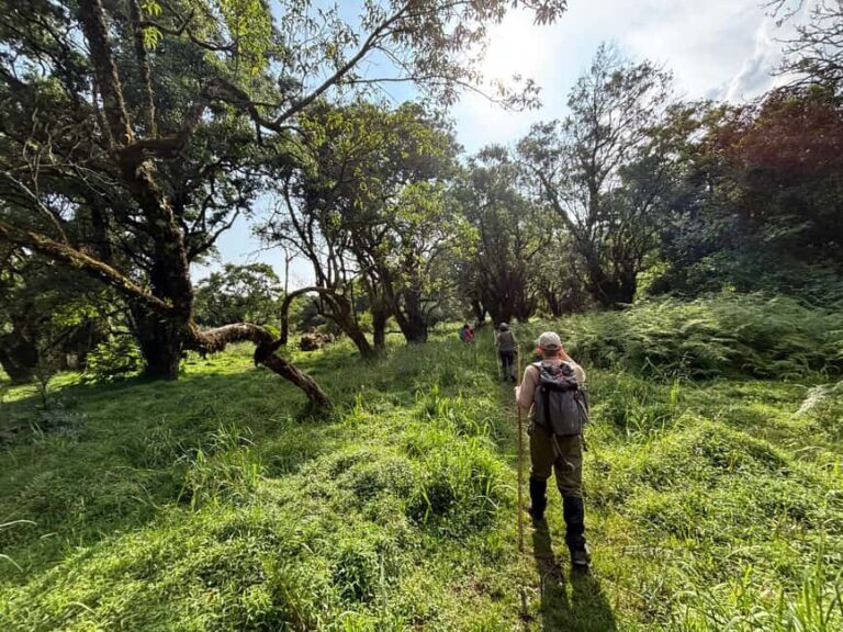 3 days Gorilla tracking in Bwindi Forest in Uganda - The Real Value of This Tour
