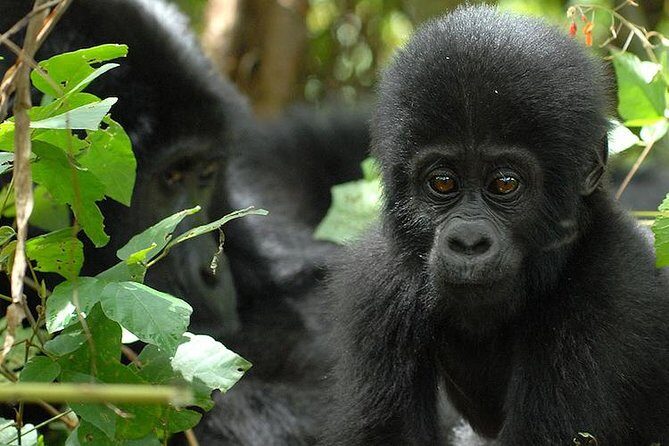 3 Days Gorilla Trekking Expedition Uganda - Transportation and Accommodations: What’s the Experience?