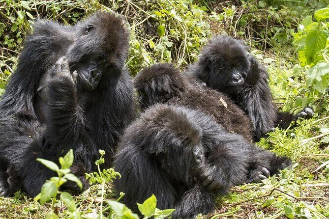 3 days Gorilla Trekking in Bwindi Inpenetrable national Park - Overview of the Tour Experience