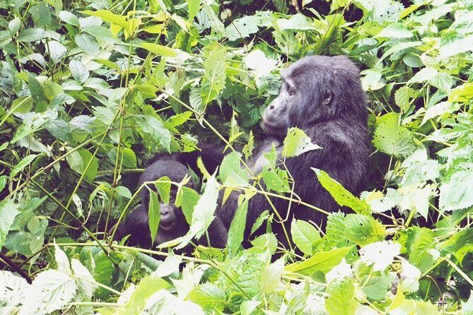 3 Days Gorilla Trekking Safari - What We Love About This Tour