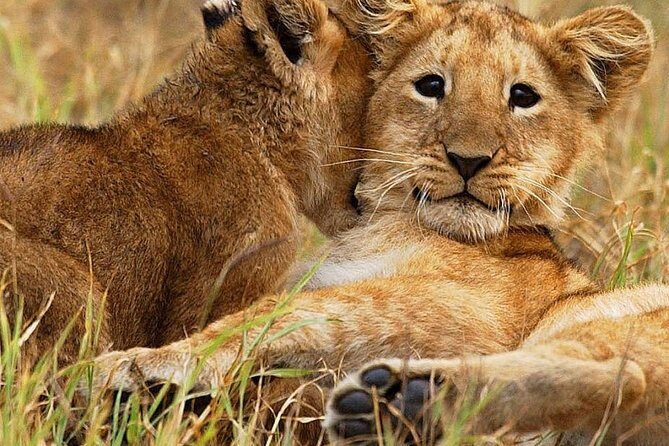 3 days group joining safari to Maasai Mara with a Land Cruiser Jeep - Why This Safari Brings Good Value