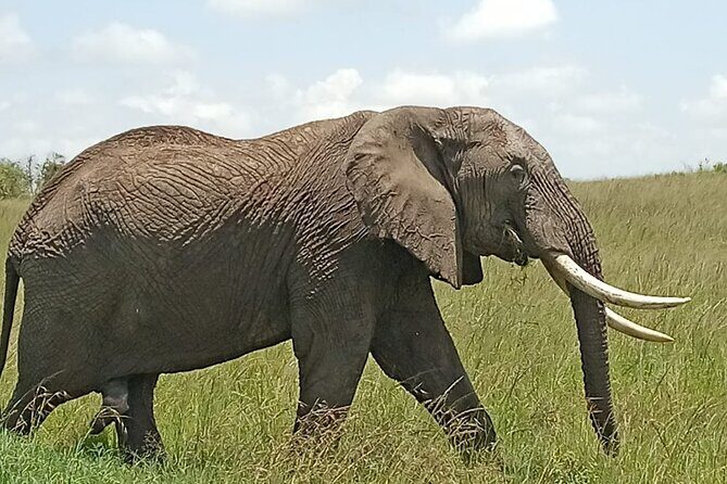 3 days group joining safari to Masai Mara with a Land CruiserJeep - What Makes This Tour Stand Out?
