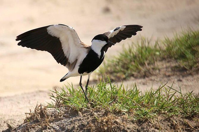3 Days Group Safari To Queen Elizabeth Park In Uganda. - Authentic Wildlife Experiences and Guided Expertise