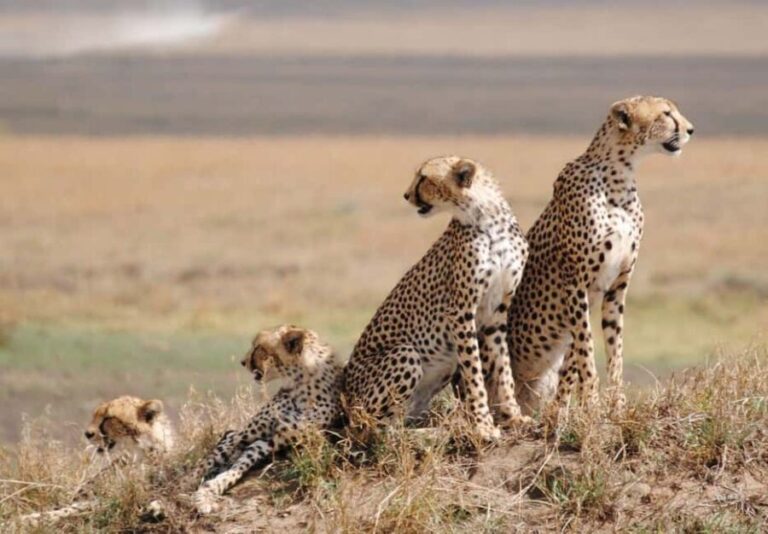 3 Days Group Tour Tarangire, Lake Manyara Ngorongoro Crater - What Makes This Tour Stand Out?