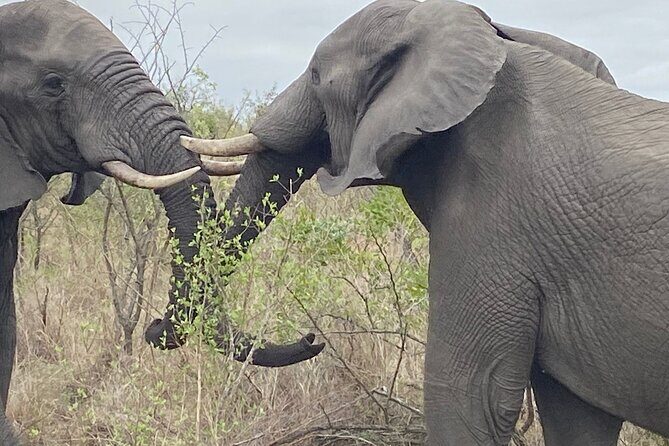 3 Days Johannesburg - Kruger Safari- Blyde River Canyon - An In-Depth Look at the Tour